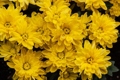 yellow-petaled花
